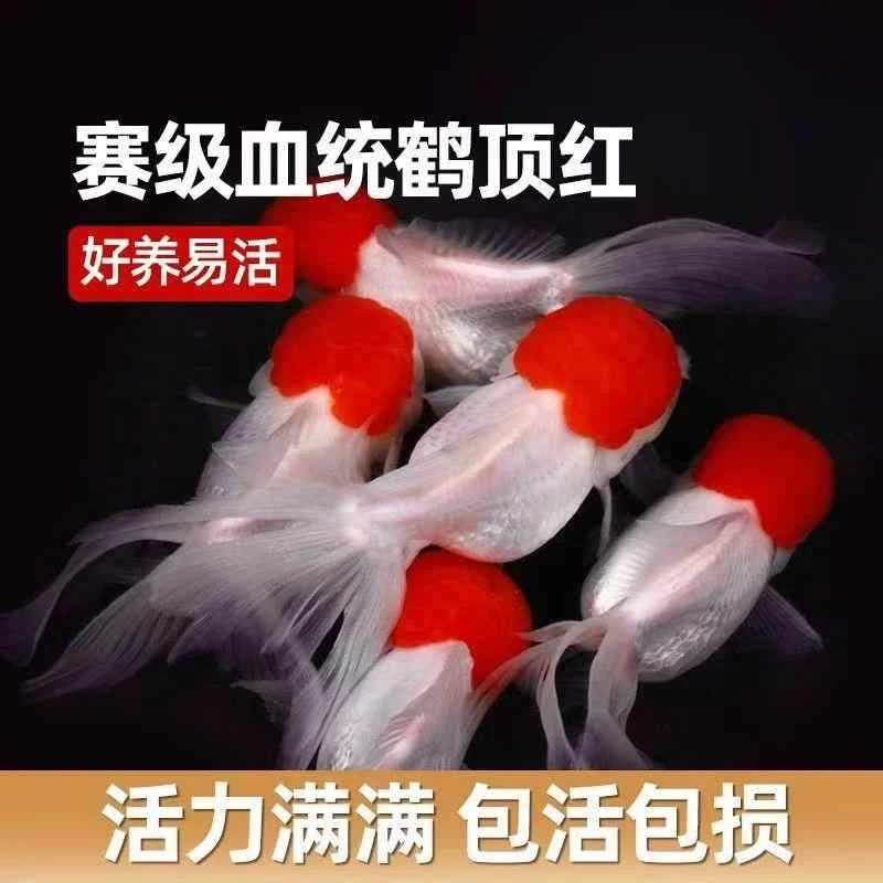 顶红金鱼【观赏鱼】鸿运当头鹤活体鱼苗冷水小鱼淡水好养国狮金鱼