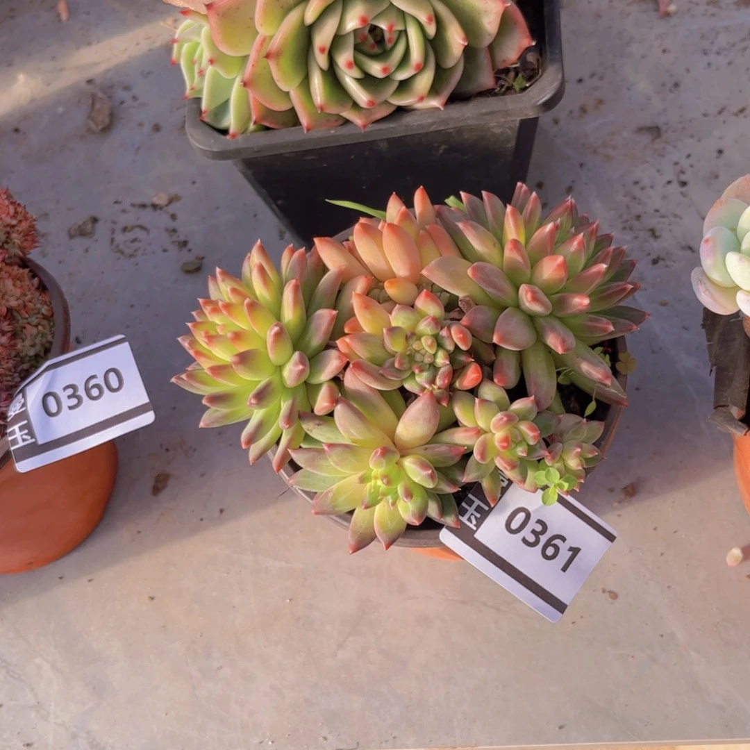 惠兰多肉植物0361