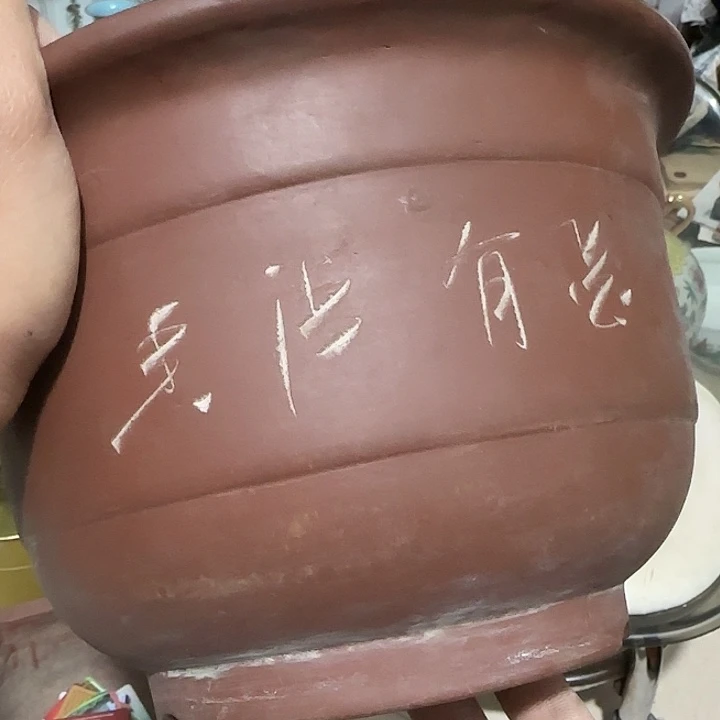 贝壳杉@**@Ghfhfgfgcgfvvv