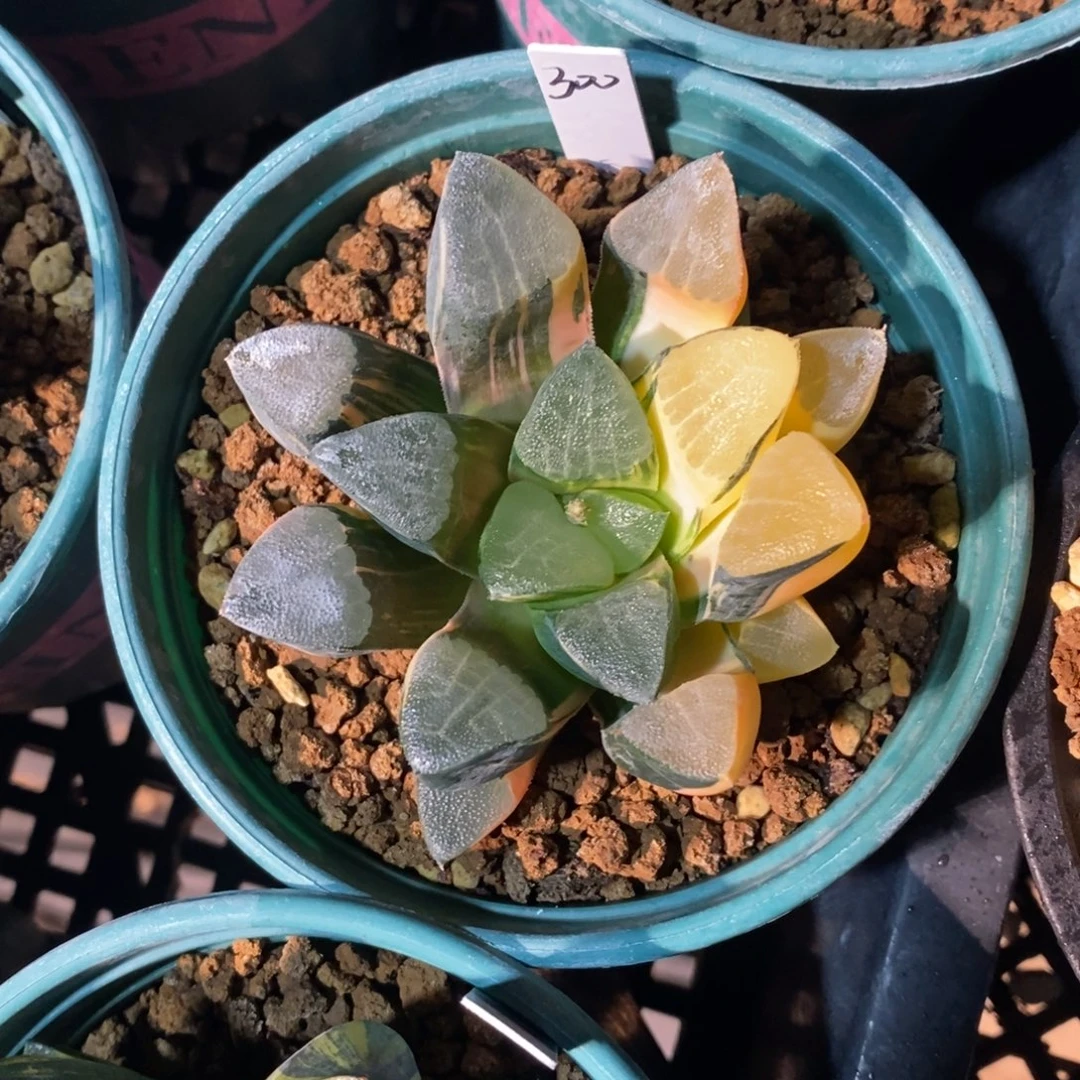 一颗实生大克锦。