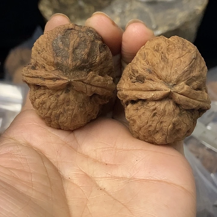 文玩核桃把件云南铁核桃基地102