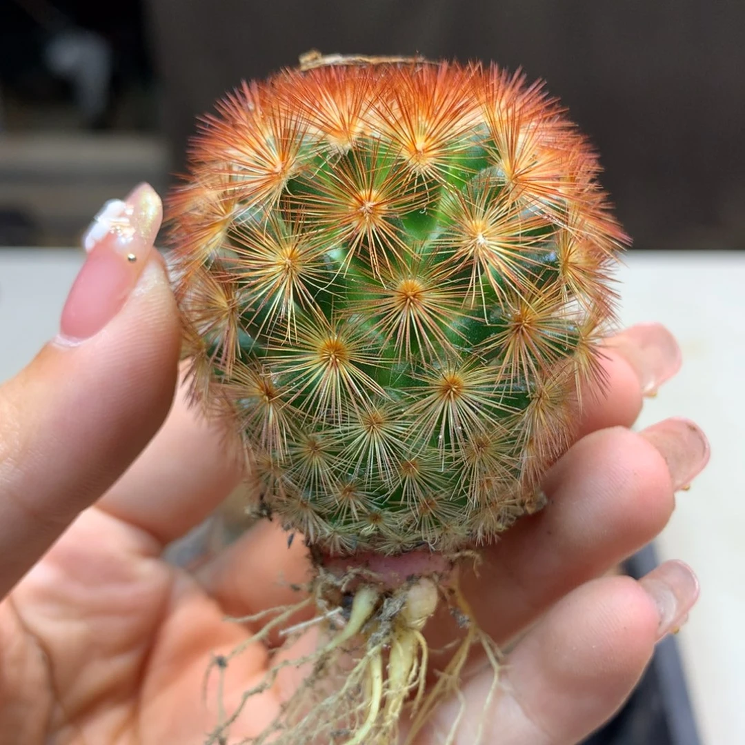 实生 红刺嘉文丸 4.5公分起发