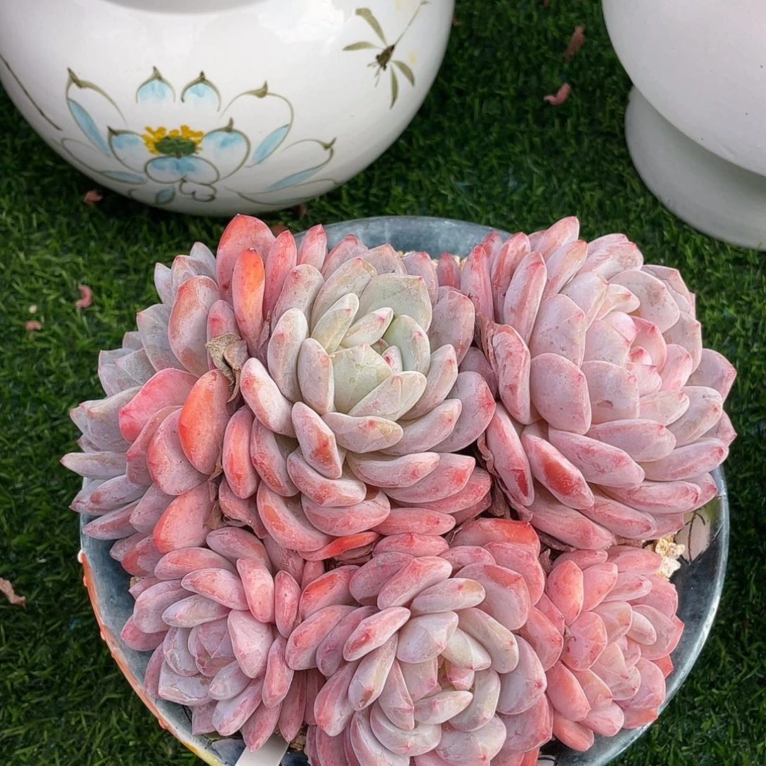 橙子拓土发货20厘米