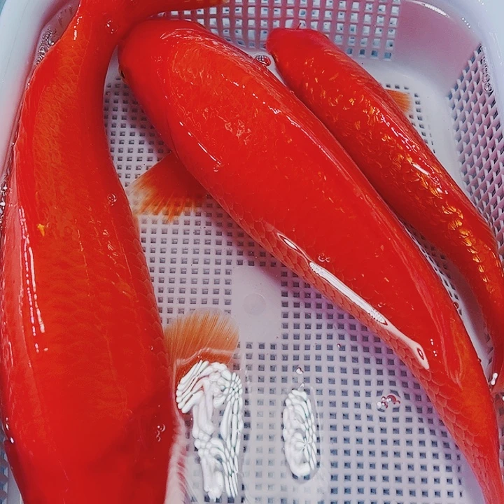 海水鱼锦鲤观赏鱼