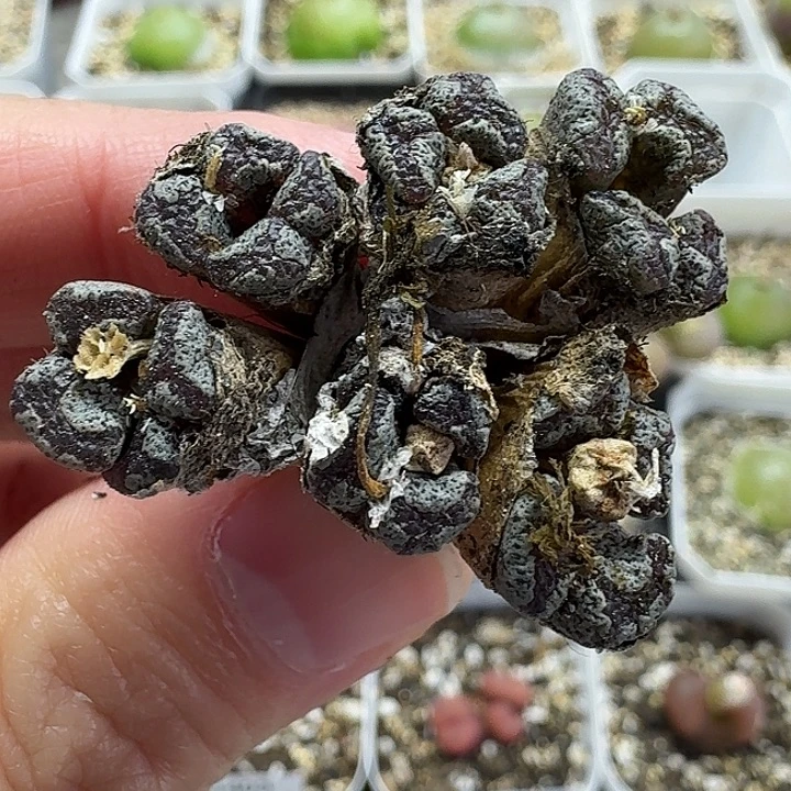 老马生石花蝴蝶勋章1426