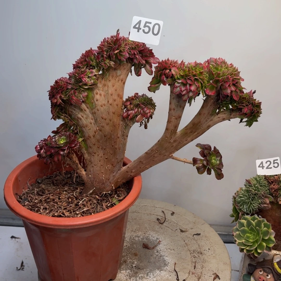 多肉植物潘帕斯缀450