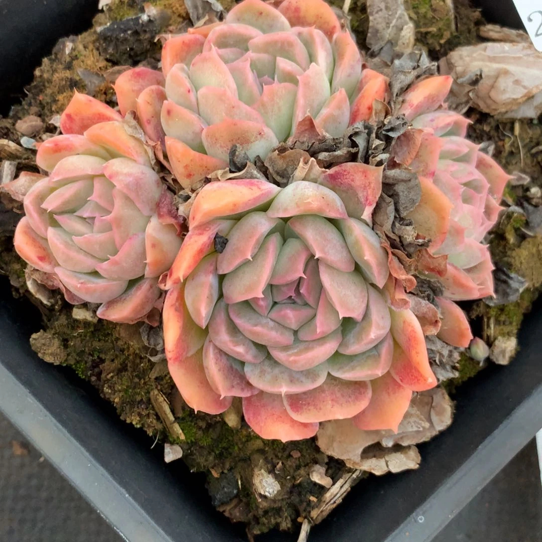 不****调2597杂交精品基地10厘米