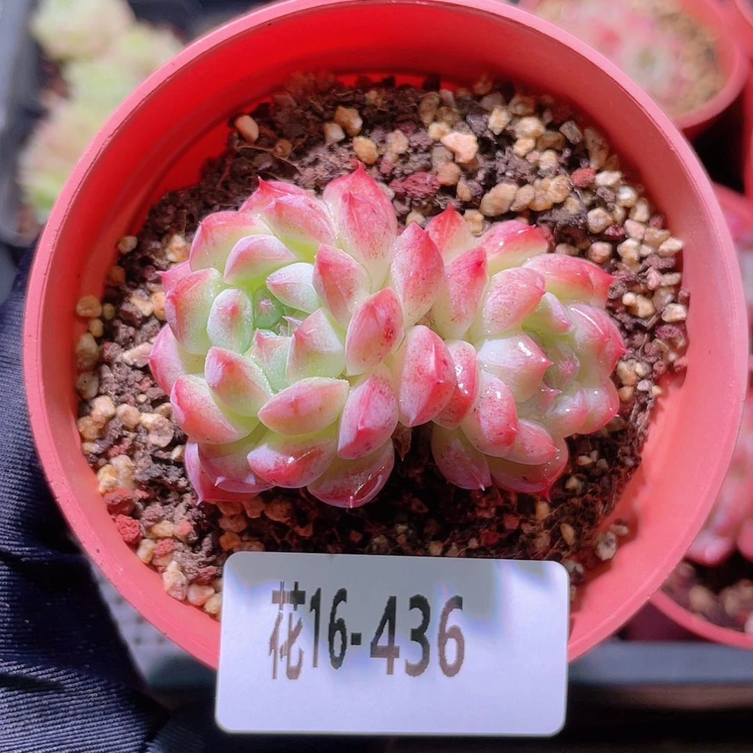 花利美16-436白桃汽水