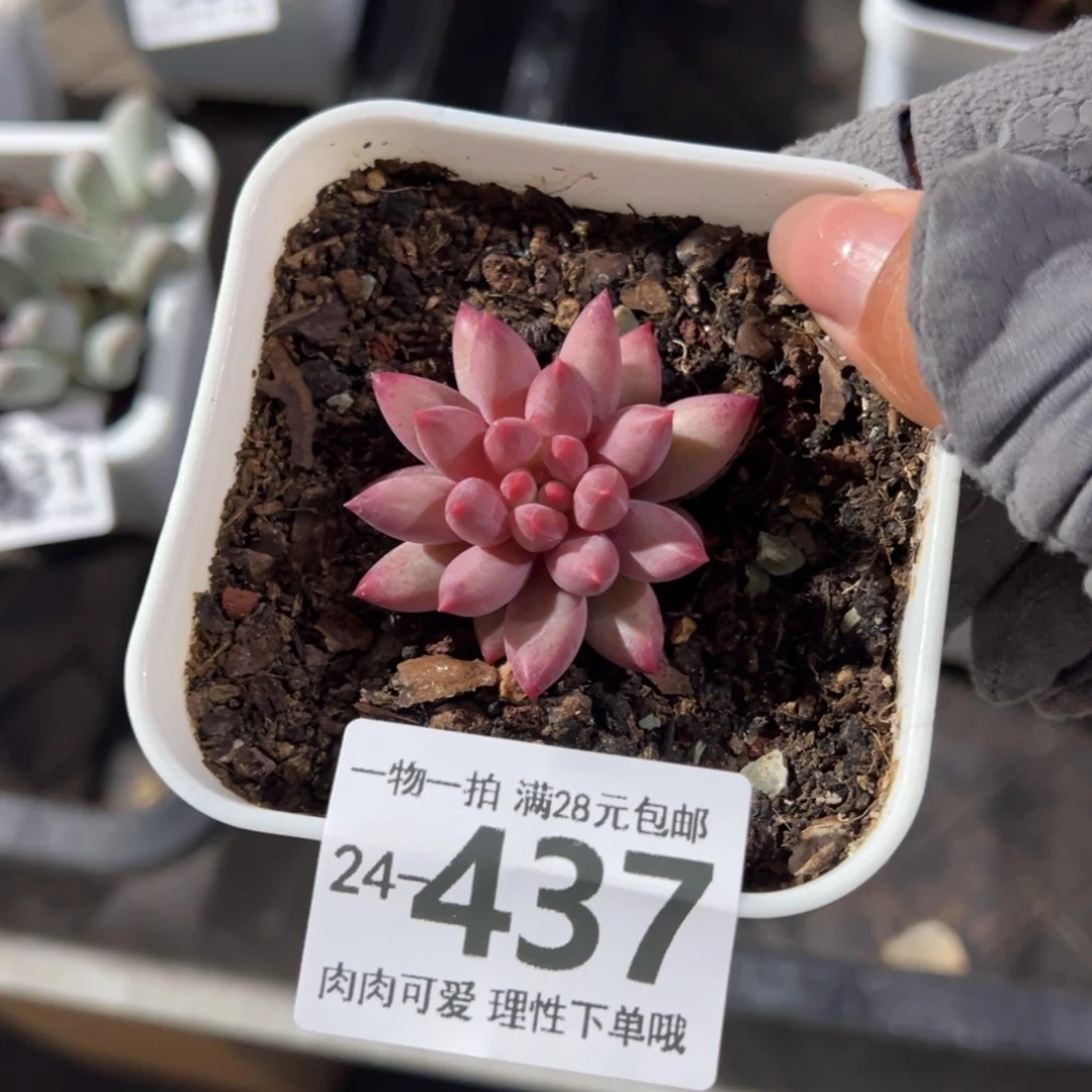 金鱼姬多肉多肉多肉多肉多肉