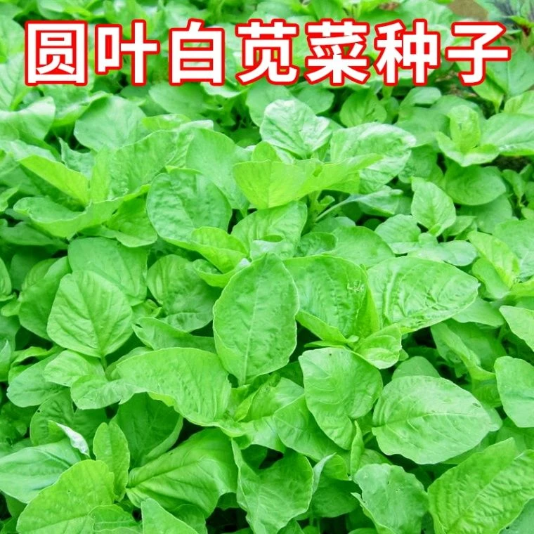 四季种植圆叶白苋菜种子四季可种青苋菜绿苋菜汉菜种籽农蔬菜种子
