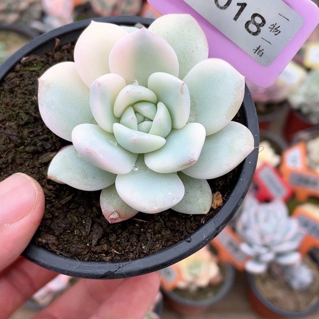 【闪购商品】1018号