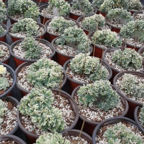 冰灿白覆轮锦缀化没根