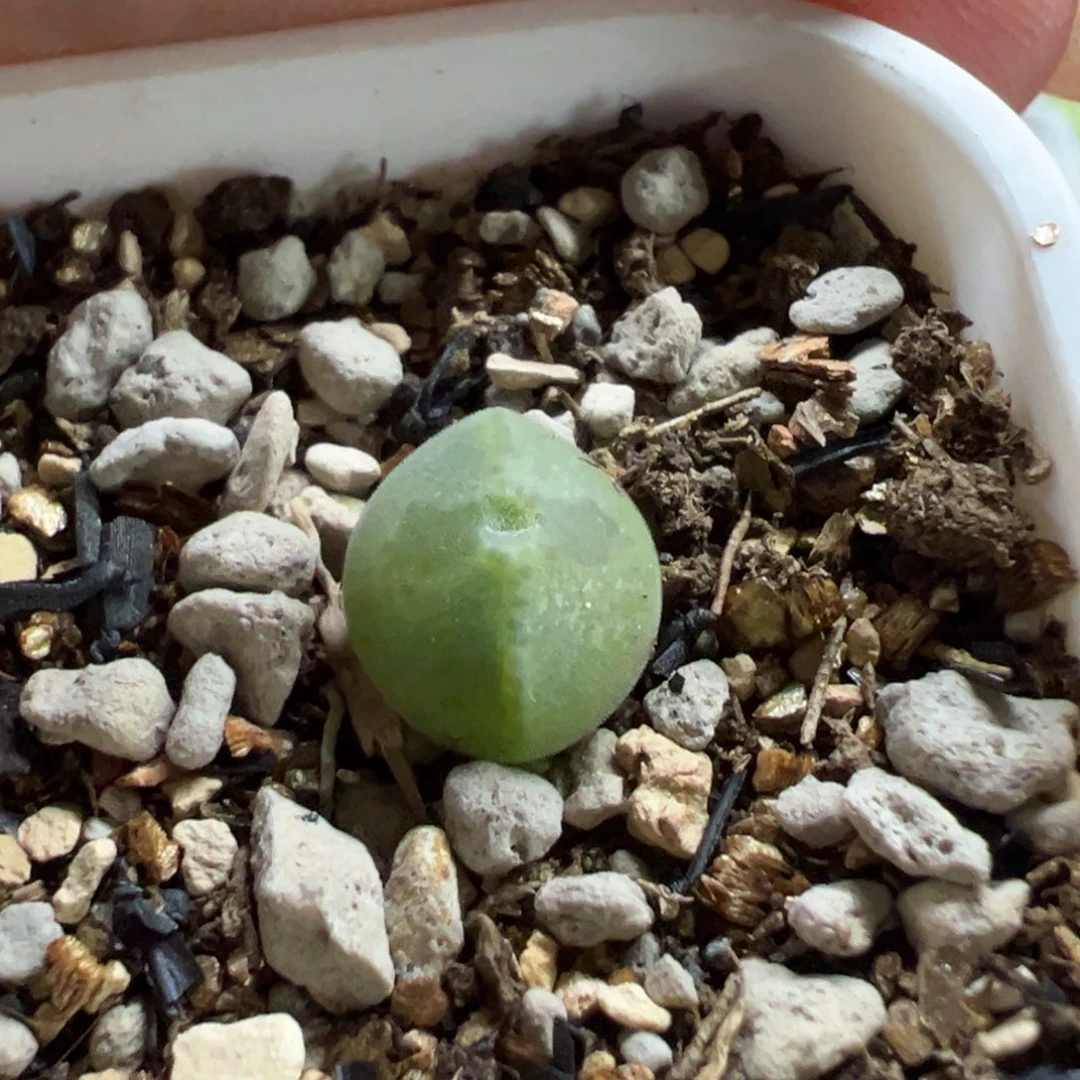 @*@空蝉多肉多肉