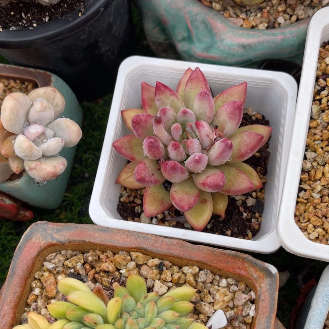 多肉植物一物一拍