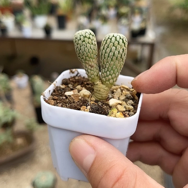 无花朵实生精巧殿仙人球