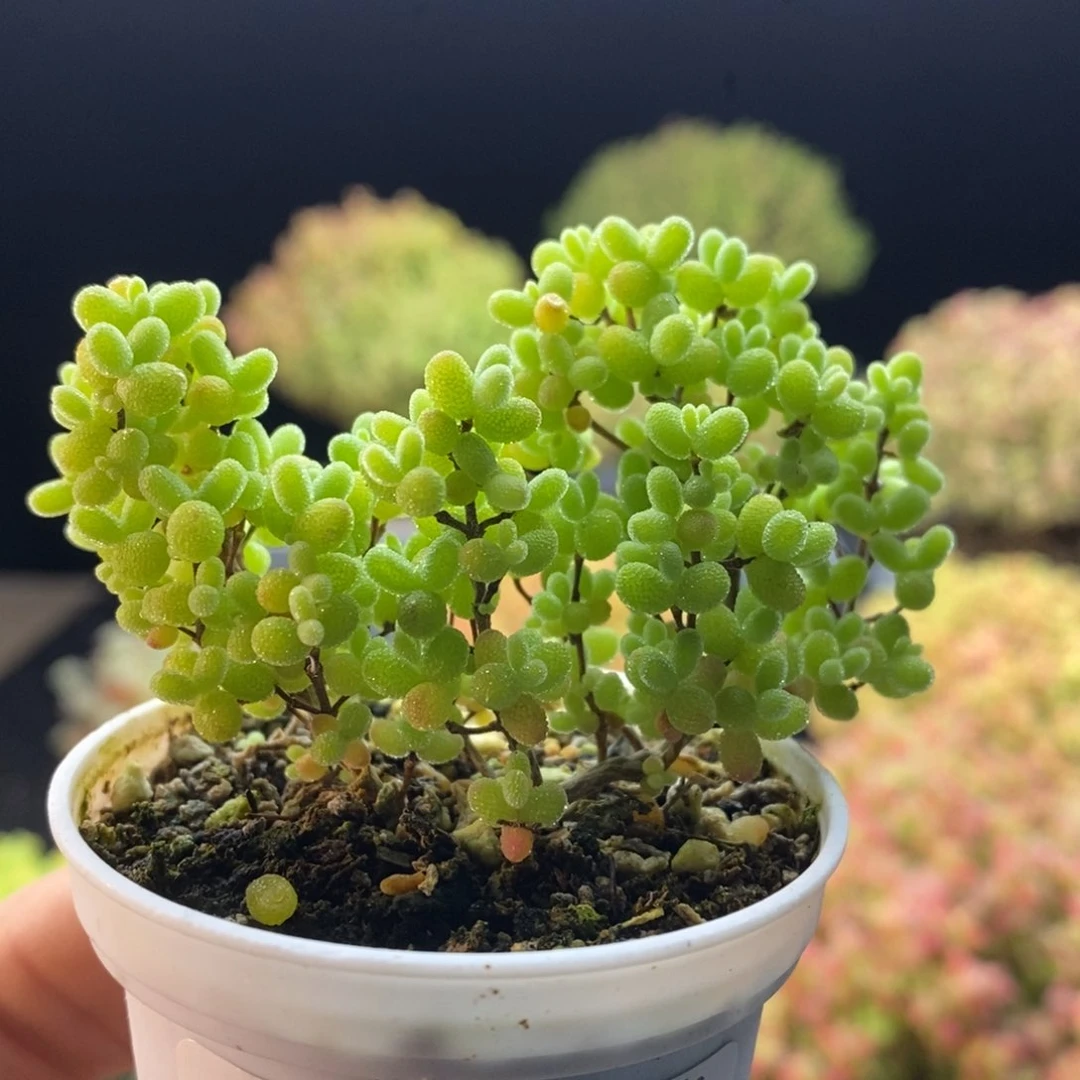 642蜜橘糖球。