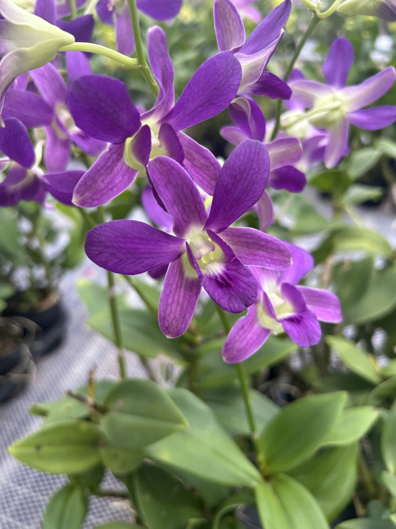 紫霞仙子秋石斛仙气飘飘一眼贵花苗