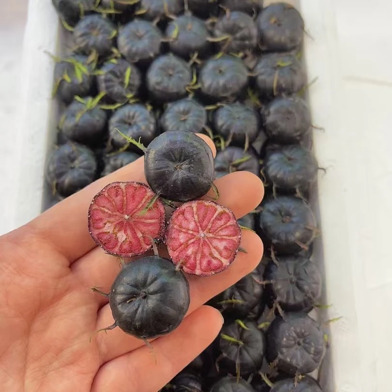 红果参蜘蛛果脆甜