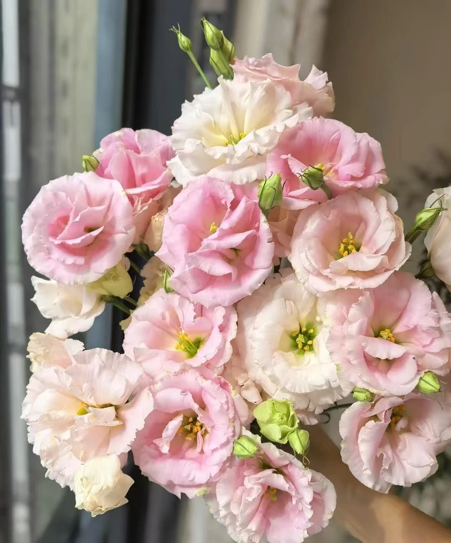 【万紫专属】肉粉洋桔梗400g