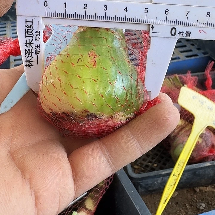 瑞贝卡之梦朱顶红一棵 5+