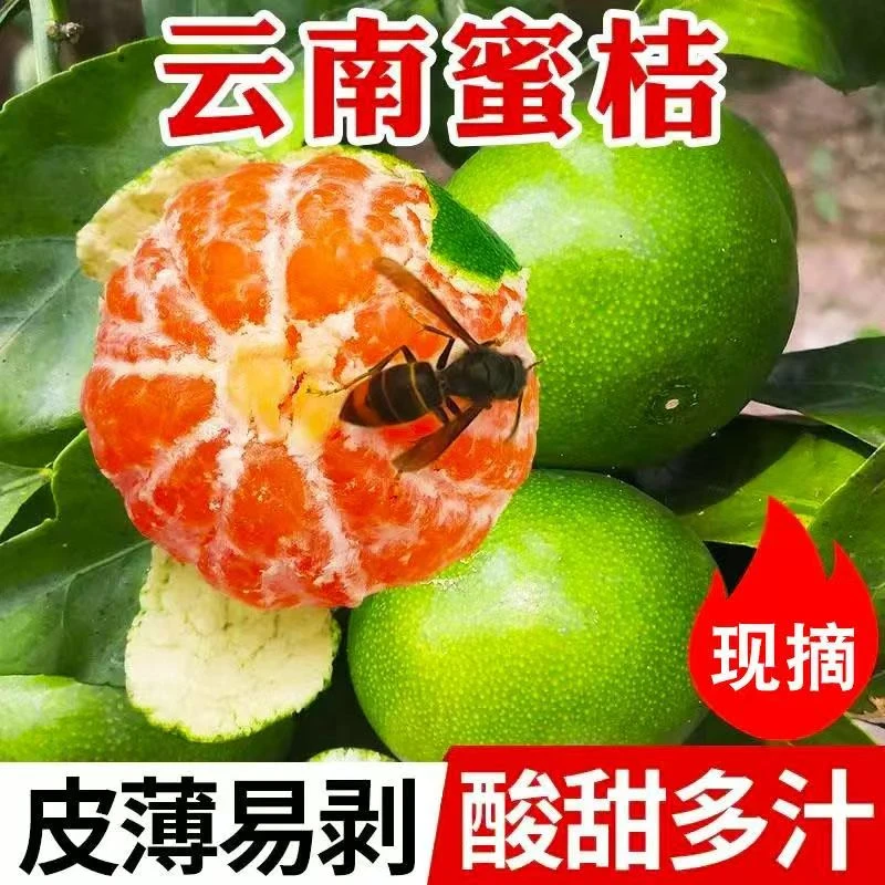 云南青皮无籽蜜桔当季新鲜水果酸甜多汁适合孕妇发中通快递