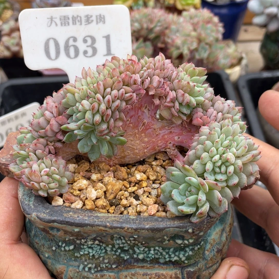 0631白胖子缀不带盆10厘米