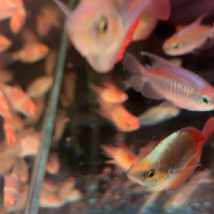 短鲷鱼鸽子美人球2