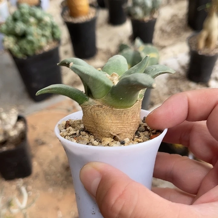 无花朵实生岩牡丹一物一拍