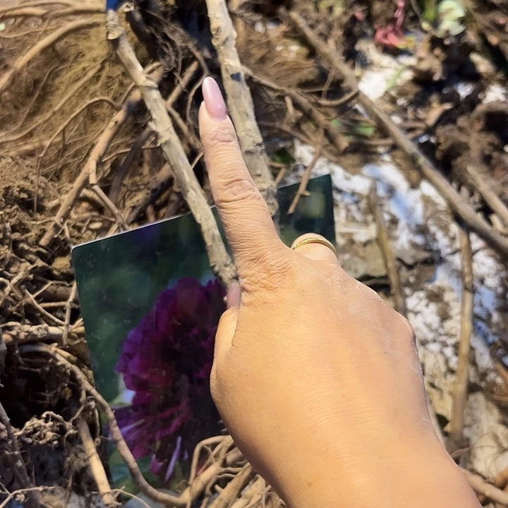 曾中笑2个枝11111111111