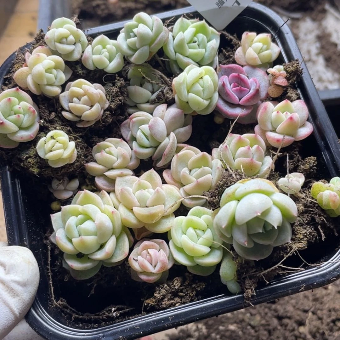冰珍一物一拍180