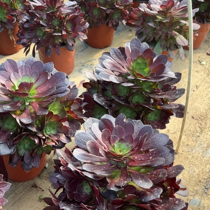 18-63赤焰莲手捧亮牌12.8多肉植物