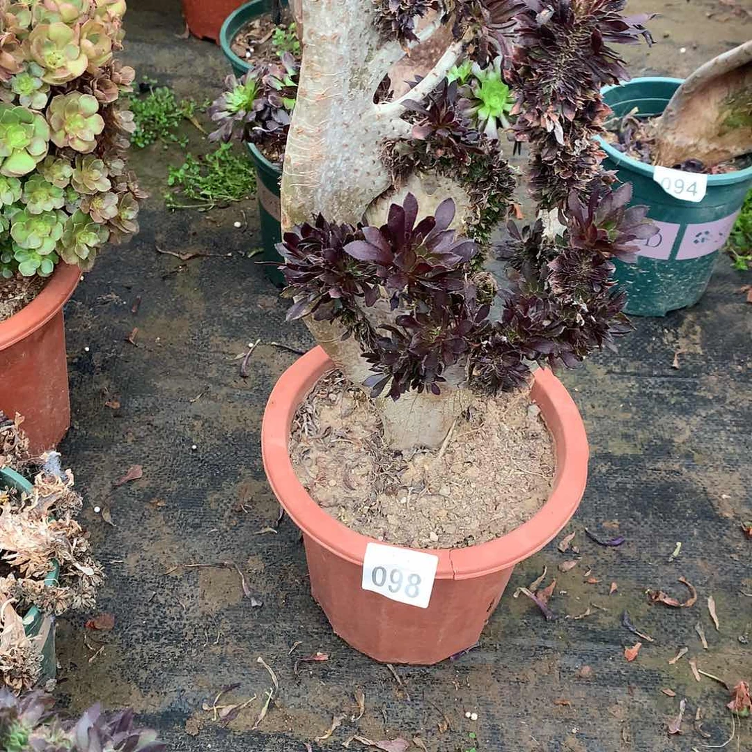 红陶班*098黑法师微瑕