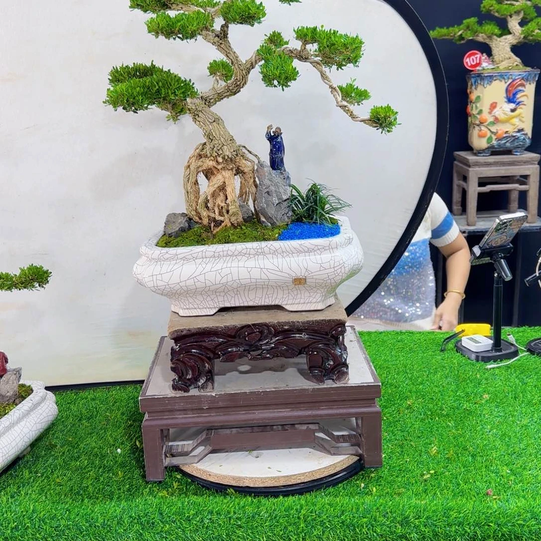 当前无花朵，栽培后可花朵A****木