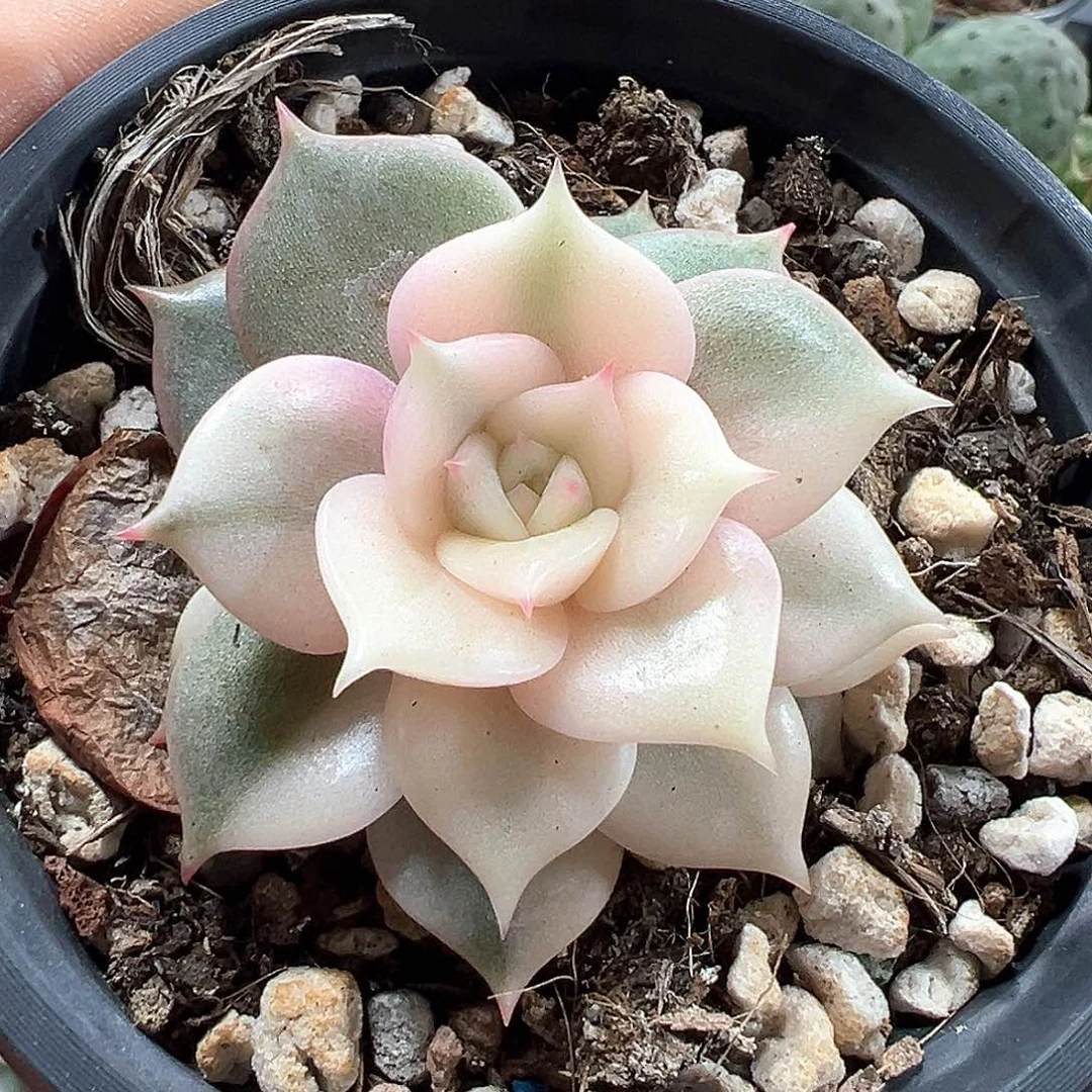 贝加尔湖锦 小方花圃一物一拍