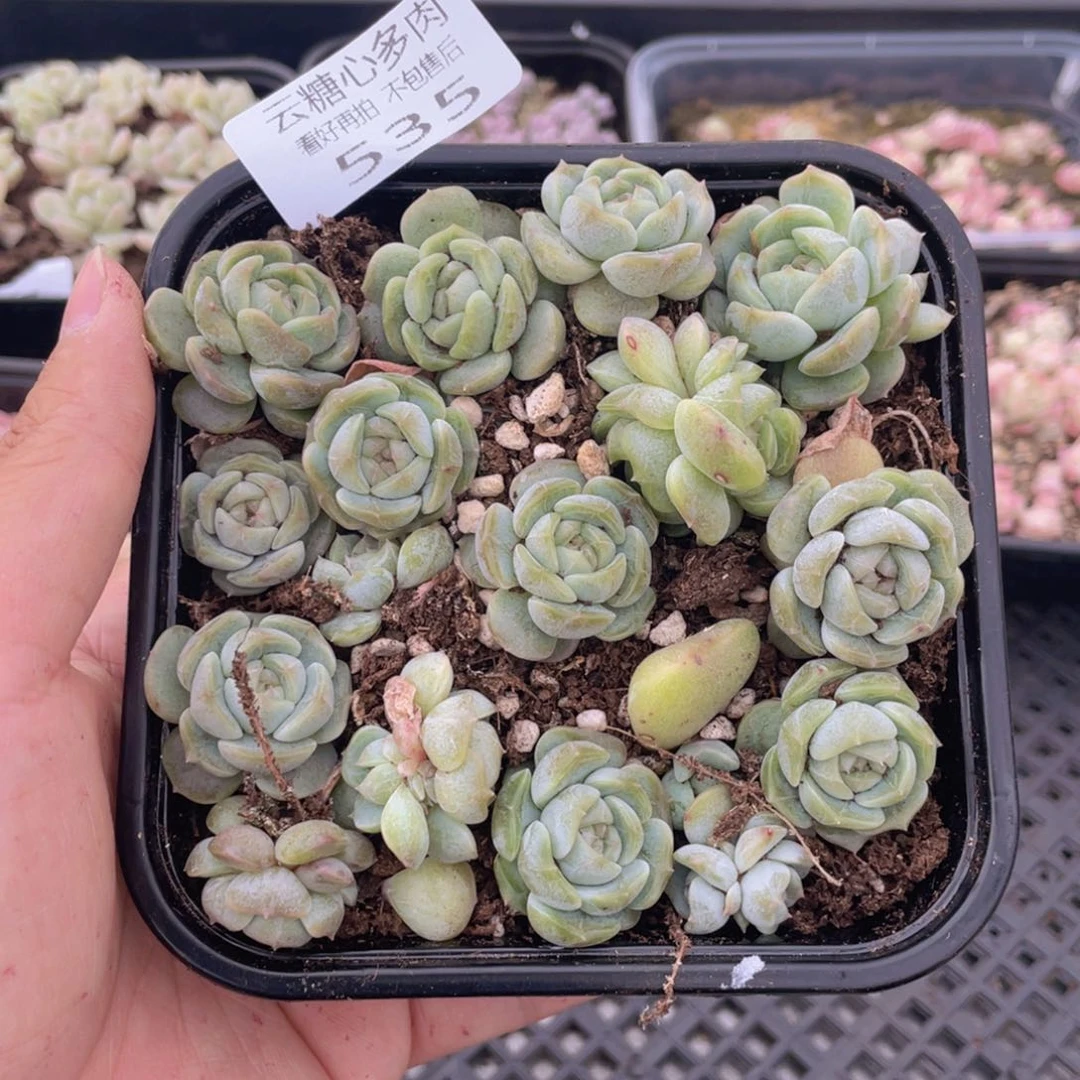 云糖心多肉植物535