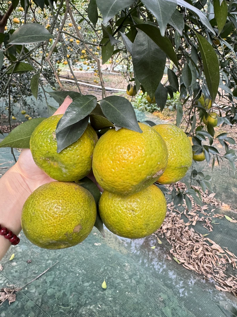 2025三江微红偏二红正宗14年老树新会茶枝柑鲜果10斤