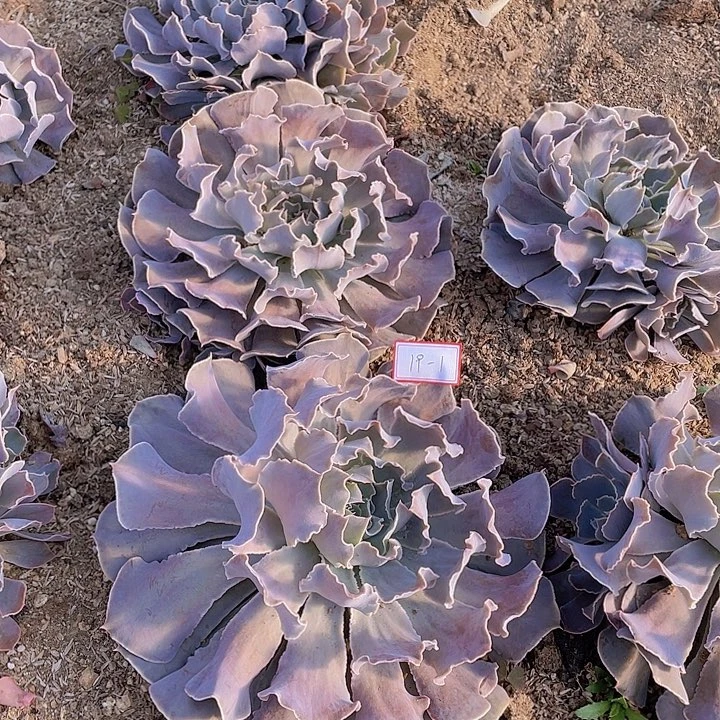 ?****阳沙漠之星19杠1