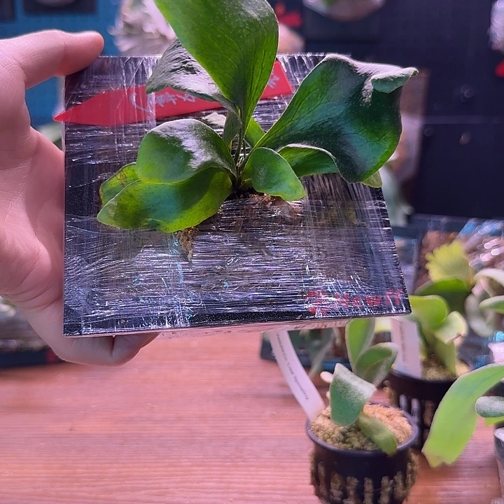 不开花植物特选深绿has孢子苗