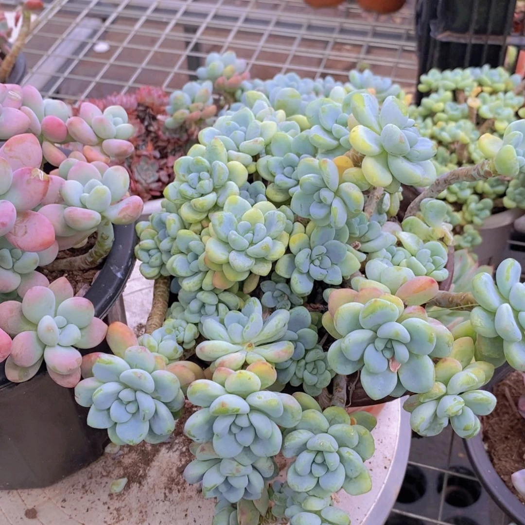 香香劳尔多头多群生老桩