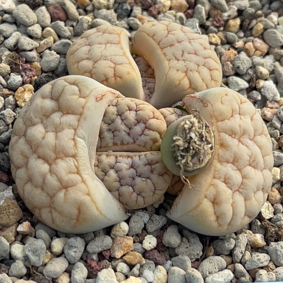 6543三头铁189群一颗