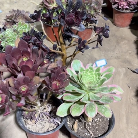 870多肉植物组合