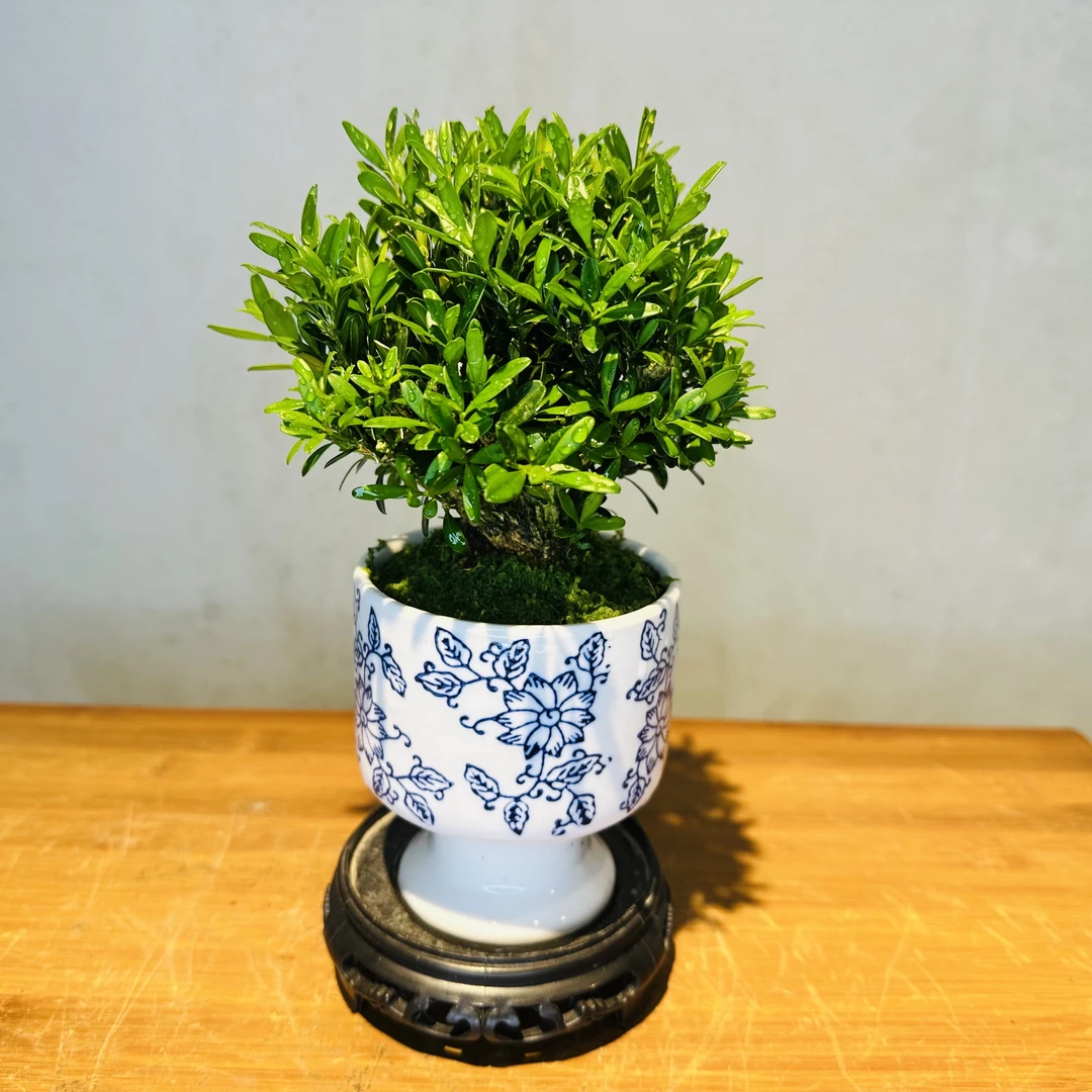 迷你老桩黄杨+小青花瓷盆+接水盘