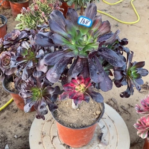 花蝴蝶捧花一物一拍