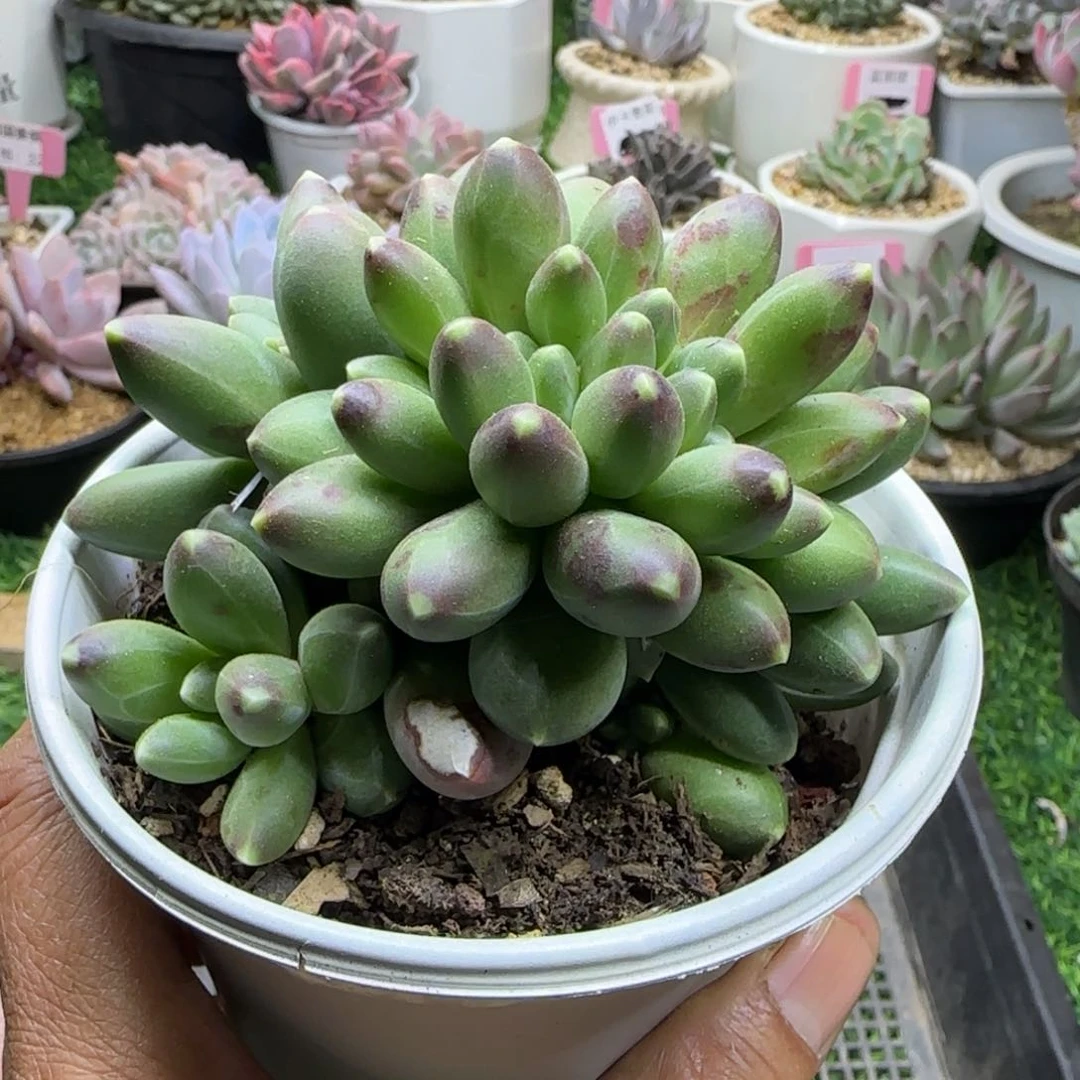 锦安精品多肉植物208