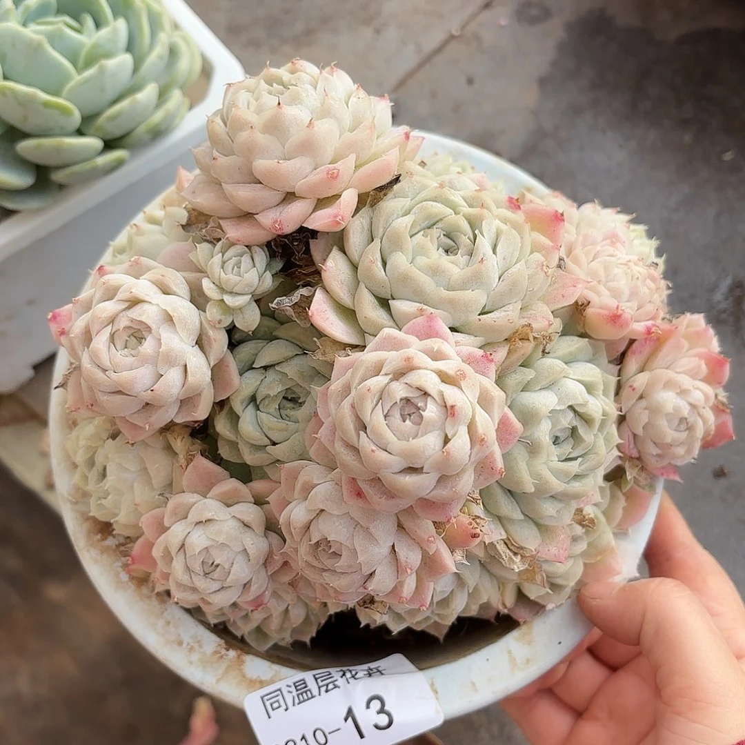 同温层多肉白月影13