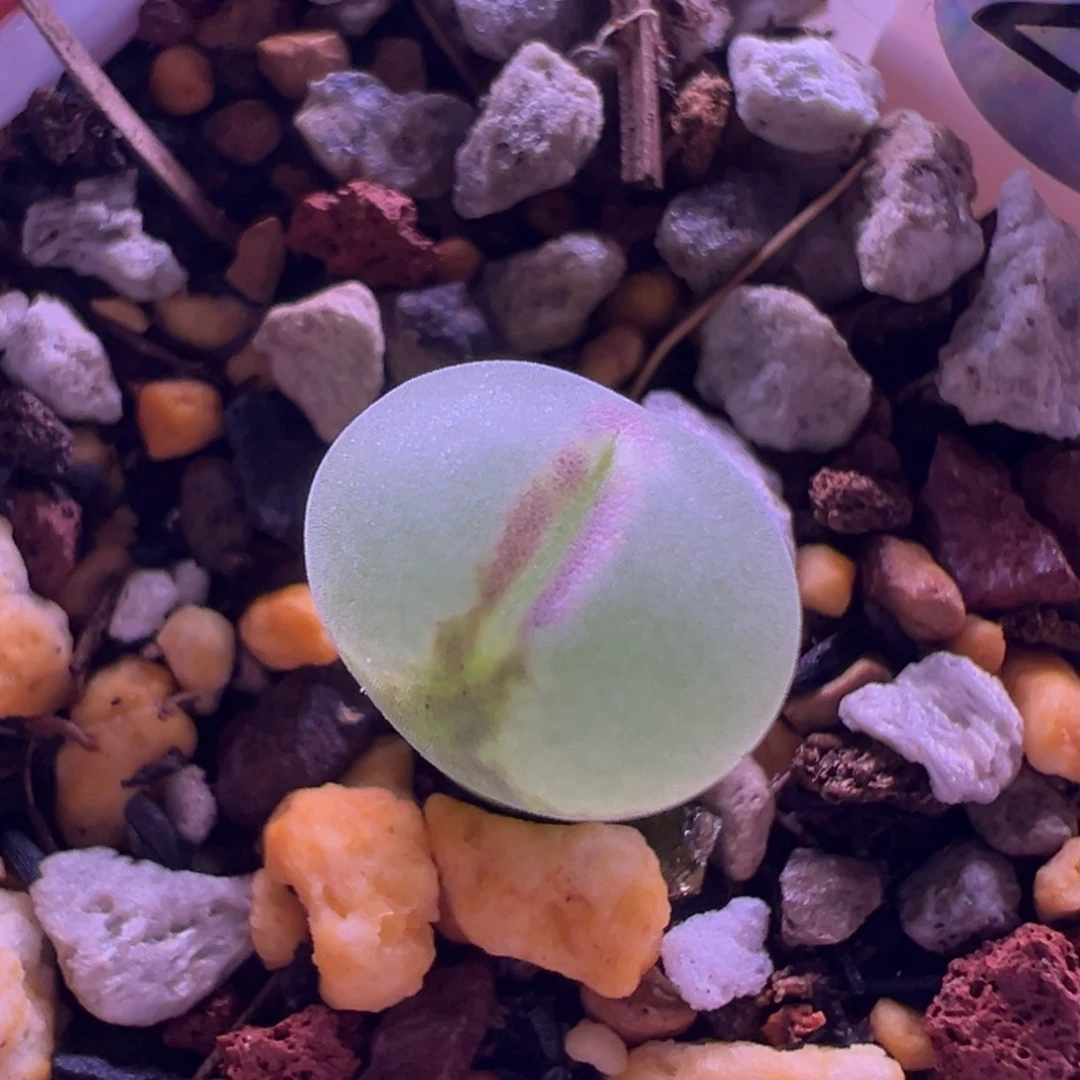 24粉红女郎纽扣母本一物一拍