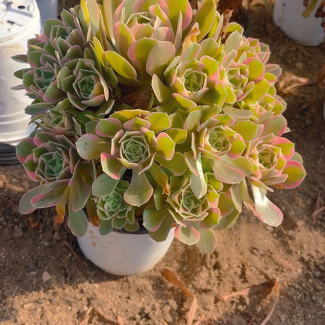 女妖多肉植物手捧五号