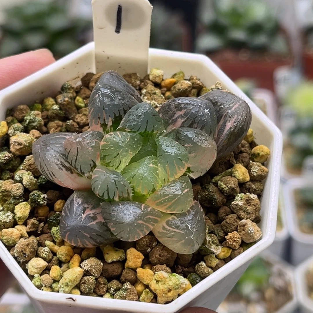 1极上斑冰灯发发发发发发