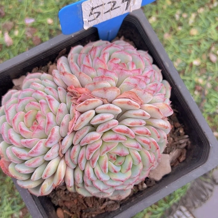 健健康康平平安安