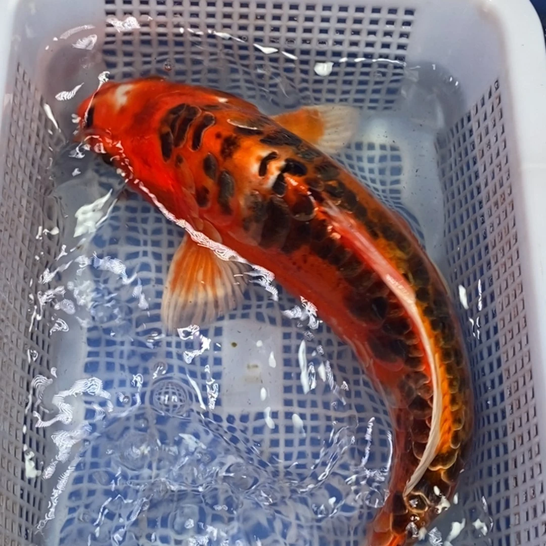 锦鲤冷水锦鲤包邮